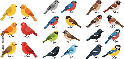 Colorful songbird vector collection set with different bird species perched wildlife illustration isolated on white background for nature design