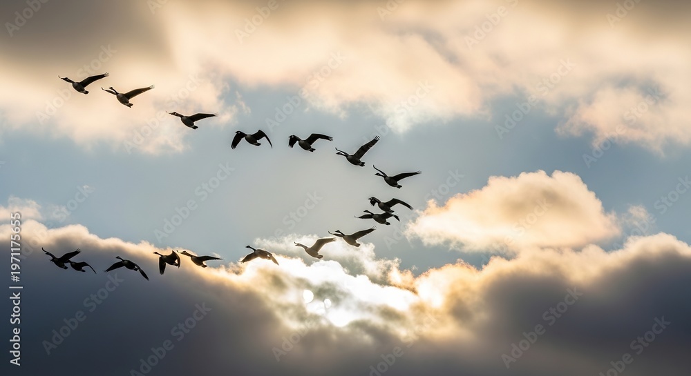 Fototapeta premium Grand flock of geese in a perfect V-formation soars across a dramatic, cloud-filled sunset sky, silhouetted against brilliant light.