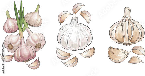 Garlic vector illustration set with whole bulbs, cloves and peeled pieces, hand drawn style cooking ingredient collection for kitchen, food and organic nutrition design
