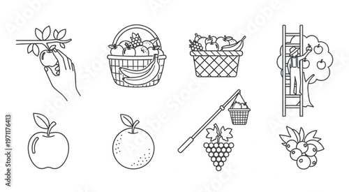 Collection of hand-drawn illustrations depicting various aspects of fruit harvesting and gathering.