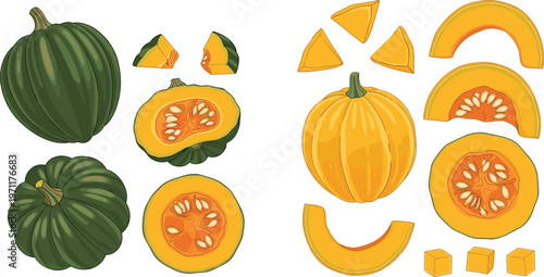 Pumpkin collection vector illustration with whole, sliced and cut pieces, autumn harvest vegetable set for cooking, seasonal food design and thanksgiving themes