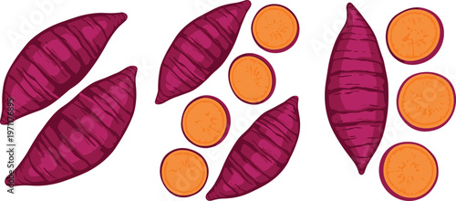 Sweet potato vector set with whole and sliced yam vegetables colorful food collection for cooking design healthy ingredient illustration isolated on white background