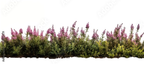 North American wild bush lavender outdoors blossom.