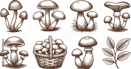 Detailed vintage of various mushrooms and leaves fungi