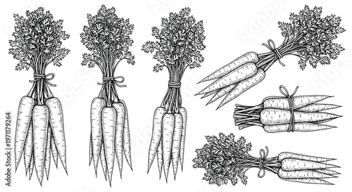 Collection of hand-drawn carrot illustrations featuring bundles of fresh root vegetables with green leafy tops, perfect for culinary and natural themes