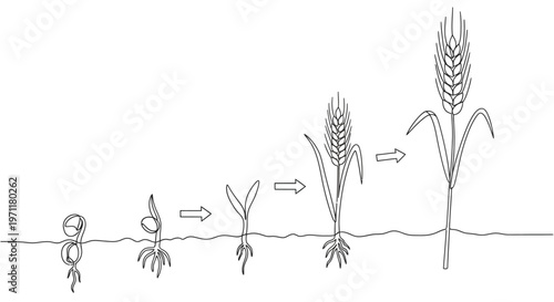 Visual Progression of Wheat Plant Development An Illustrative Sequence from Seed Germination and Sprouting to Full Maturation and Grain Head Formation