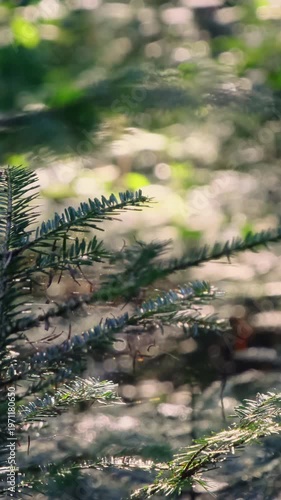 Evergreen branch stretches forward showing sharp needles in sunlight. Resin drops glint on twigs as breeze shakes needles shadowing shift slow motion