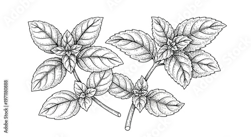Detailed illustration of a flowering plant with leaves and blossoms