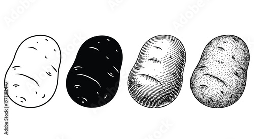 Four potatoes in different illustration styles in black and white for food design