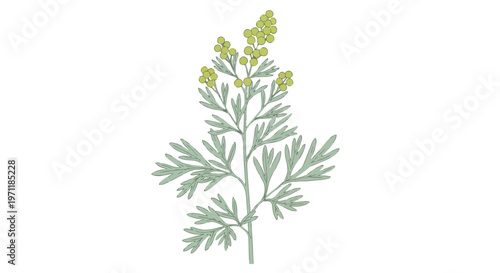 Hand Drawn Illustration of Wormwood Plant with Yellow Flowers