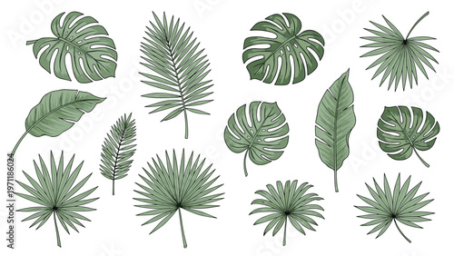 Set of different tropical green leaves including palm fronds, banana leaves, and monstera isolated on a white background for graphics.