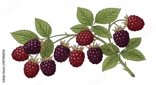 Botanical Illustration of Ripe and Unripe Blackberries on a Branch