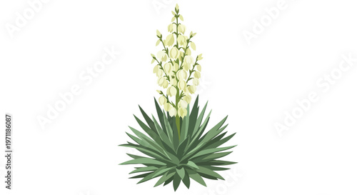 Yucca Plant with White Flowers Illustration