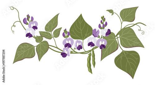 Hand Drawn Illustration of Bean Plant with Purple Flowers and Green Pods