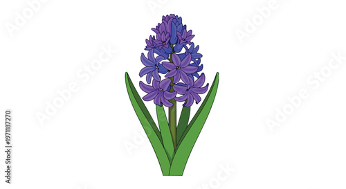 Illustration of a vibrant purple hyacinth flower with green leaves on white background