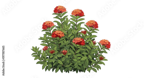 Illustration of a Vibrant Ixora Coccinea Bush with Red Flower Clusters