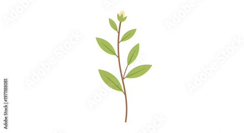 Minimalist Hand Drawn Botanical Illustration of a Simple Green Plant Stem with a Bud