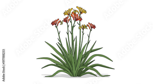 Illustration of Kangaroo Paw Plant with Red and Yellow Flowers