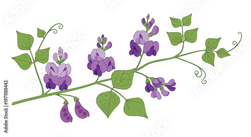 Hand Drawn Illustration of Purple Sweet Pea Flowers on a Vine