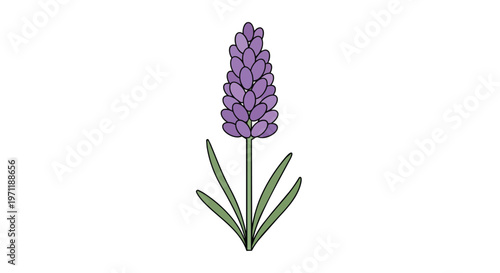 Simple Hand-Drawn Lavender Flower Illustration