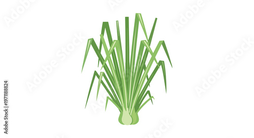 Fresh Green Lemongrass Stalks Isolated on White Background