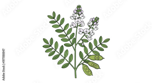 Hand Drawn Illustration of Licorice Plant with Leaves Flowers and Seed Pods