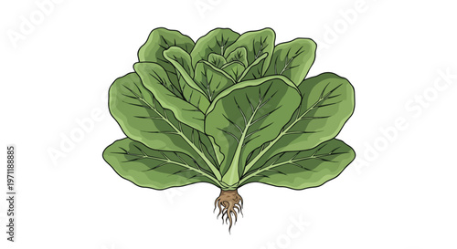 Fresh Green Romaine Lettuce Head with Roots Isolated on White Background