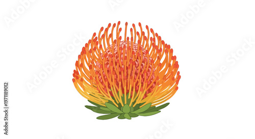 Vibrant Orange Pincushion Protea Flower Illustration