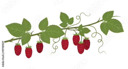 Illustration of a Raspberry Branch with Red Berries and Green Leaves