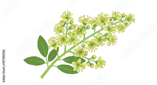 Illustration of blooming mignonette branch with green leaves and yellow flowers