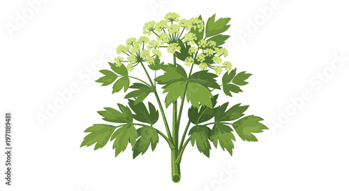 Illustration of Lovage Herb Plant with Green Leaves and Umbel Flowers