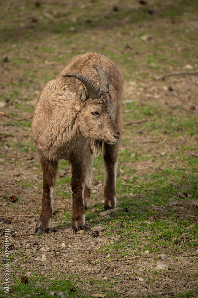Fototapeta premium Young male West Caucasian tur grazing in a meadow.