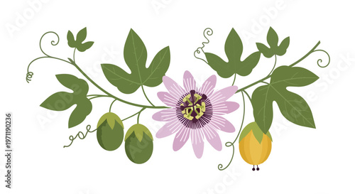 Illustration of Passion Flower Vine with Leaves and Fruit