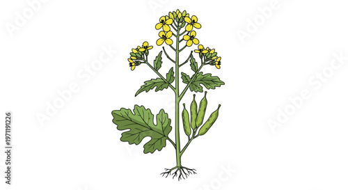 Illustration of a Mustard Plant with Yellow Flowers and Seed Pods