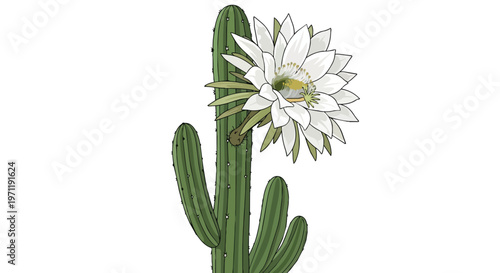 Illustration of a blooming Saguaro cactus with a large white flower