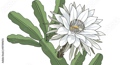 Beautiful Epiphyllum Cactus Flower Illustration