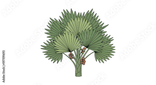 Hand Drawn Illustration of a Tropical Fan Palm Tree with Fruit
