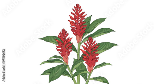 Hand Drawn Illustration of Vibrant Red Ginger Flowers with Green Foliage