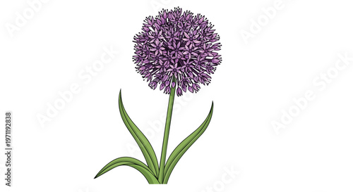 Purple Allium Flower Illustration Isolated on White Background