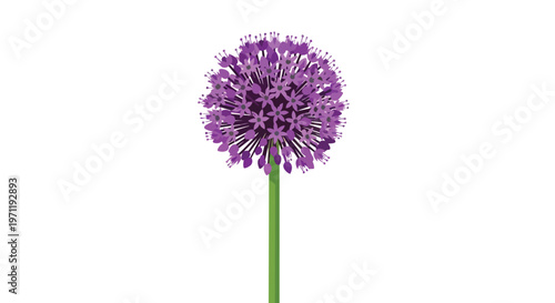 Purple Allium Flower Illustration Isolated on White Background
