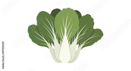 Fresh Bok Choy Vegetable Illustration