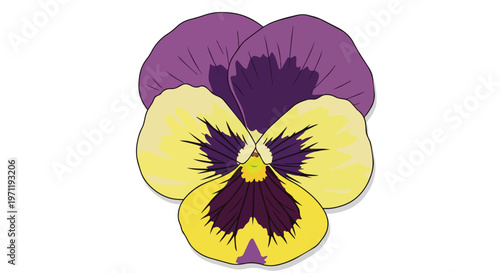 Illustration of a Colorful Pansy Flower with Yellow and Purple Petals