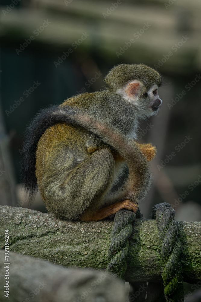 Fototapeta premium Common squirrel monkey on a branch in an outdoor enclosure.
