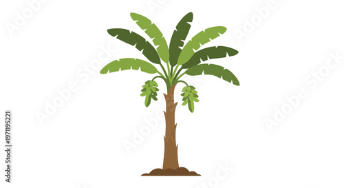 Banana Tree Illustration with Green Fruit Bunches