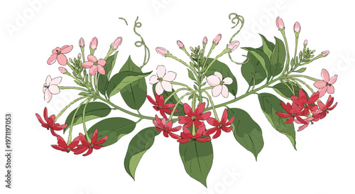 Combretum Indicum Rangoon Creeper Flower Botanical Illustration