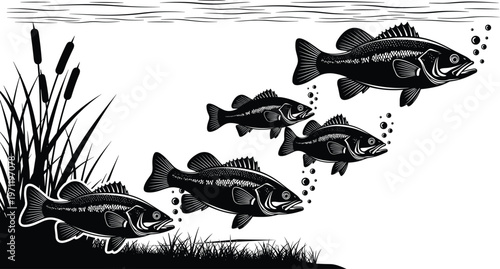 underwater, fish, silhouette, freshwater, bass, aquatic, nature, wildlife, lake, river, reeds, plants, bubbles, swimming, black, white, illustration, vector, ecosystem, habitat