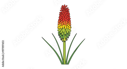 Illustration of a Colorful Kniphofia Flower Isolated on White