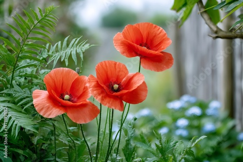 Red poppy flowers blooming in a lush garden