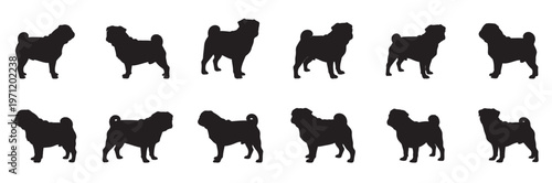 Black pug dog lying down on white background puppy. A black silhouette of a pug dog standing on a white background silhouette vector shilhoutte icon vector illustration.
