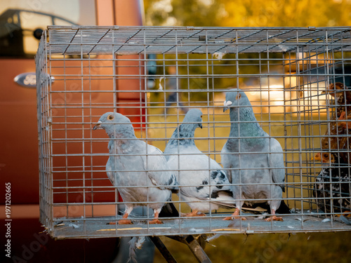 Colorful pigeons are seen in cages at a vibrant bird market. Different breeds are on display, attracting attention from visitors and buyers.